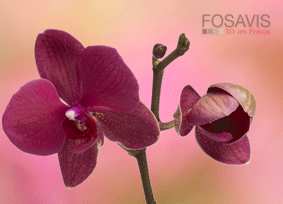 Orchis-Zr01x16_A6Q_90ppi.gif
