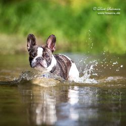 Tierfotografie mit Dirk Salomon FOSAVIS